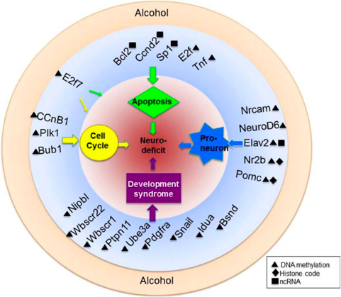 Alcohol-mediated epigenetic targets of neural development.